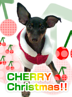 CHERRY CHRISTMAS！